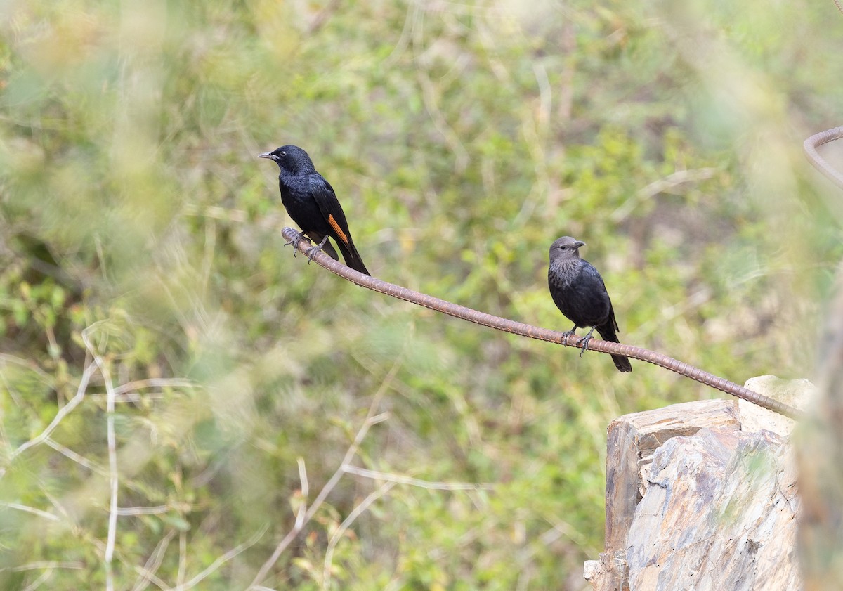 Tristram's Starling - ML612758135