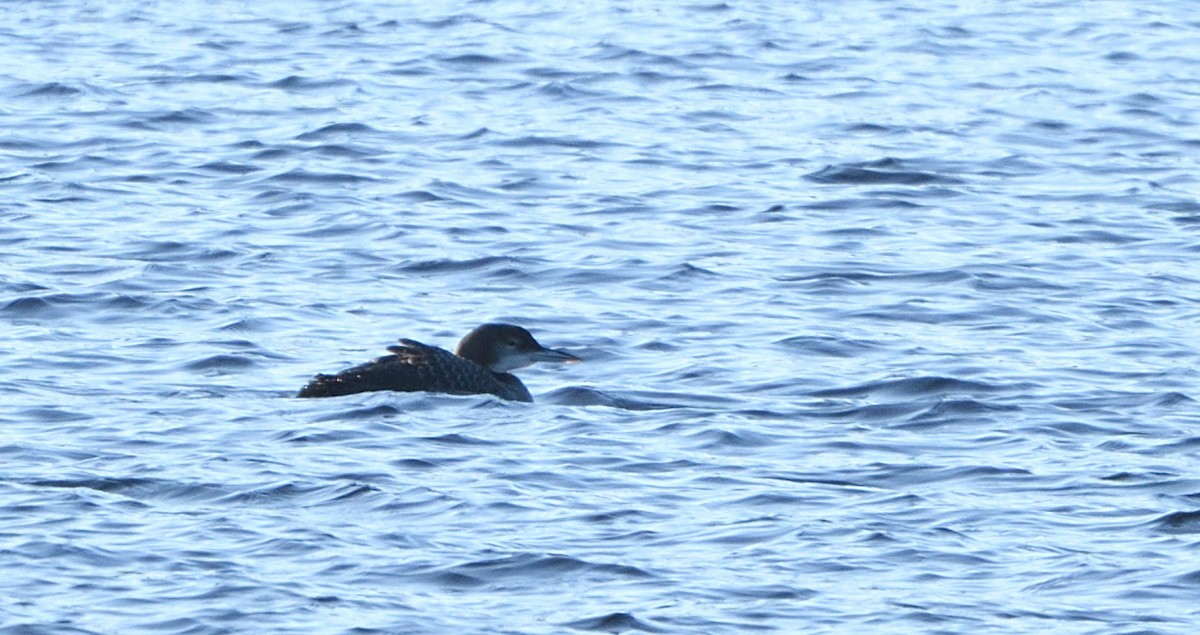 Common Loon - ML612758192