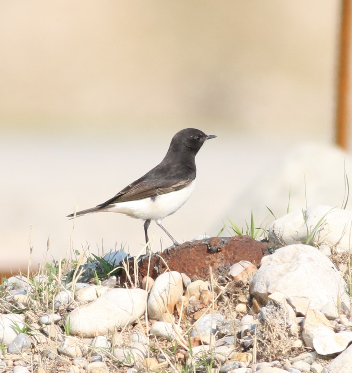 Variable Wheatear - ML612758196