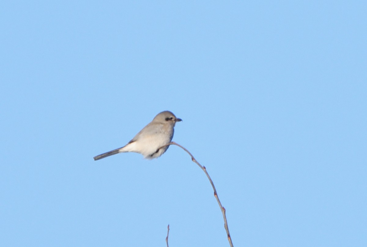 Northern Shrike - ML612758268