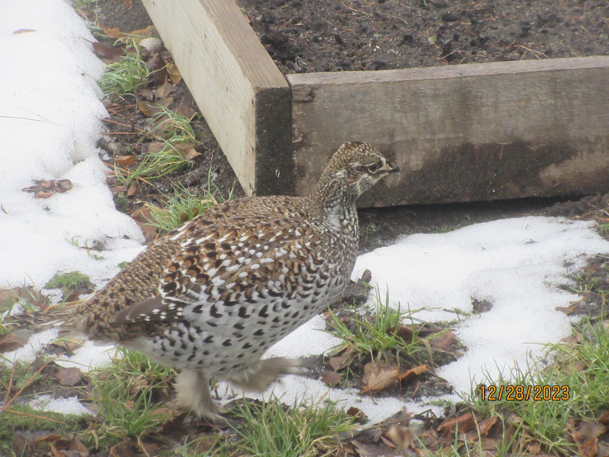 Sharp-tailed Grouse - ML612758280