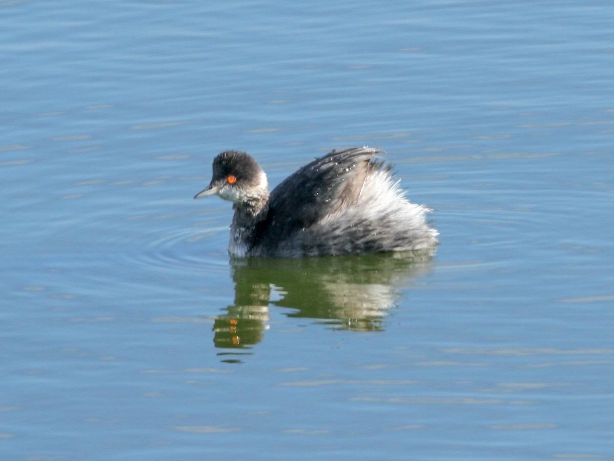 Eared Grebe - Joe Gieringer