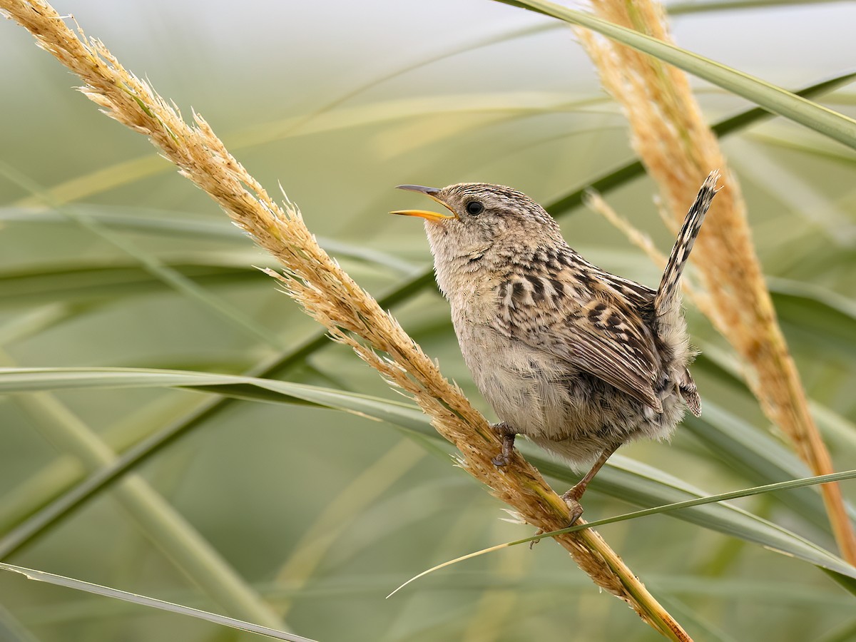 Grass Wren - ML612758317