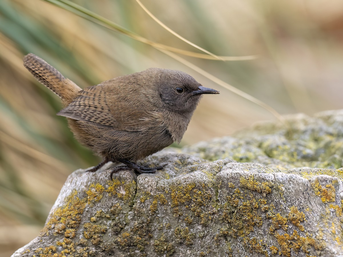 Cobb's Wren - ML612758334