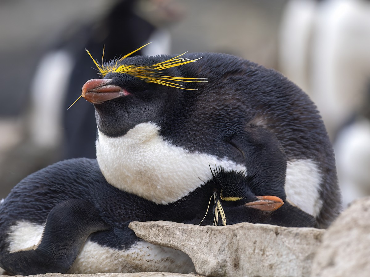 Macaroni Penguin - ML612758379