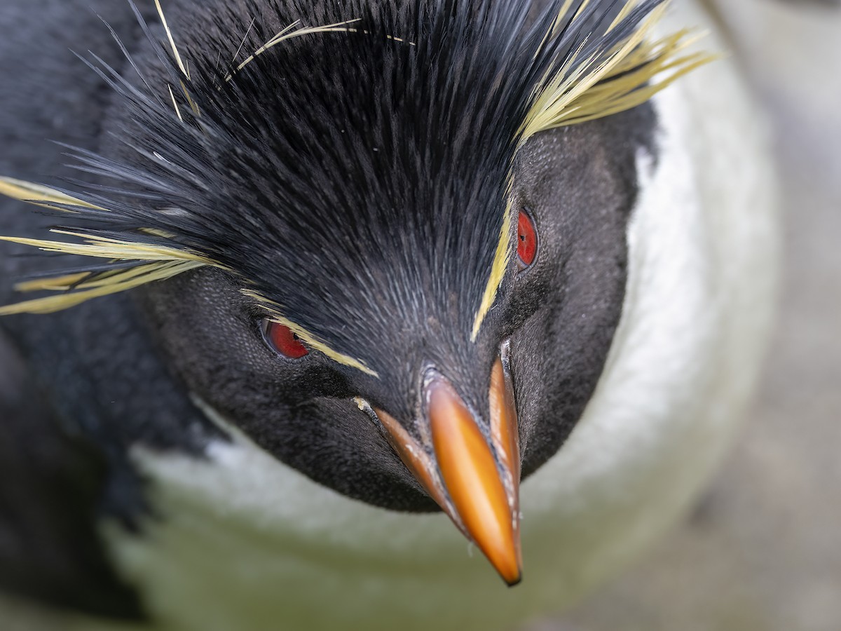 Southern Rockhopper Penguin - ML612758381