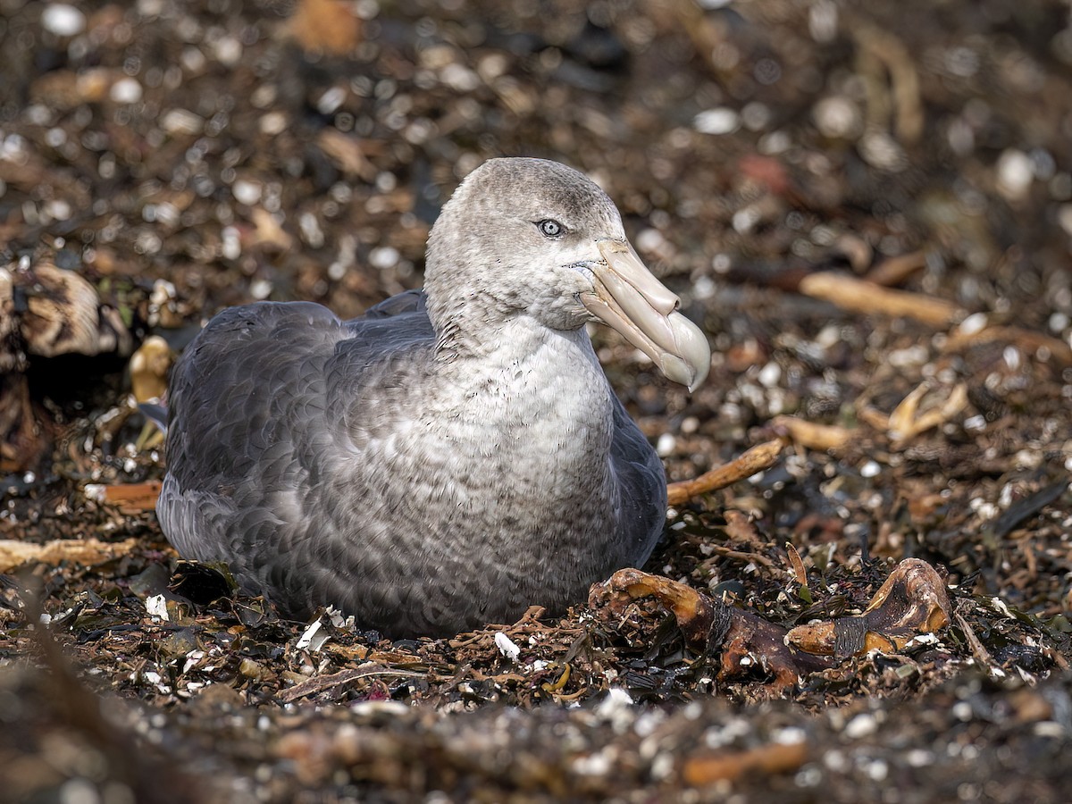 Southern Giant-Petrel - ML612758409