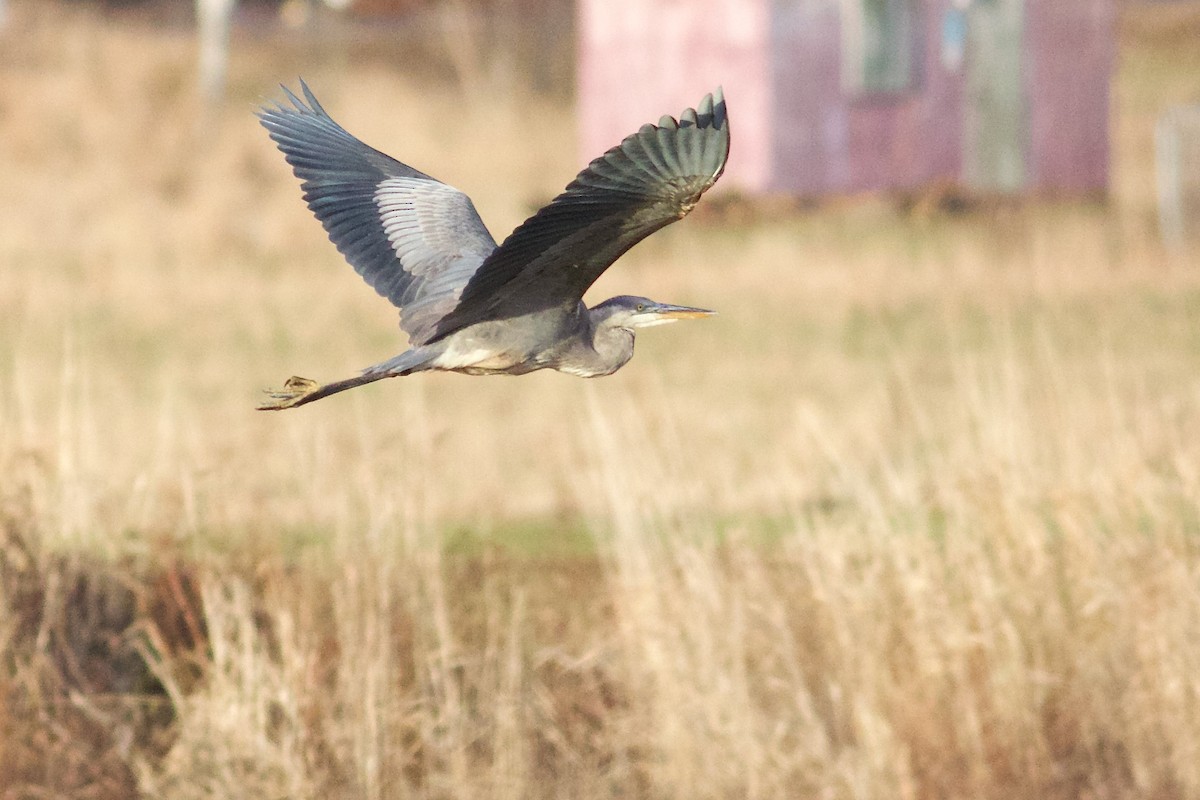 Great Blue Heron - ML612758450