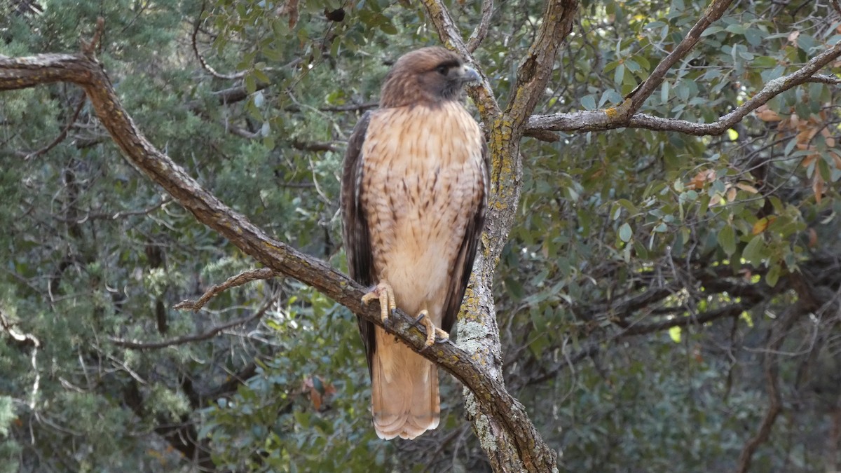 Rotschwanzbussard - ML612758455