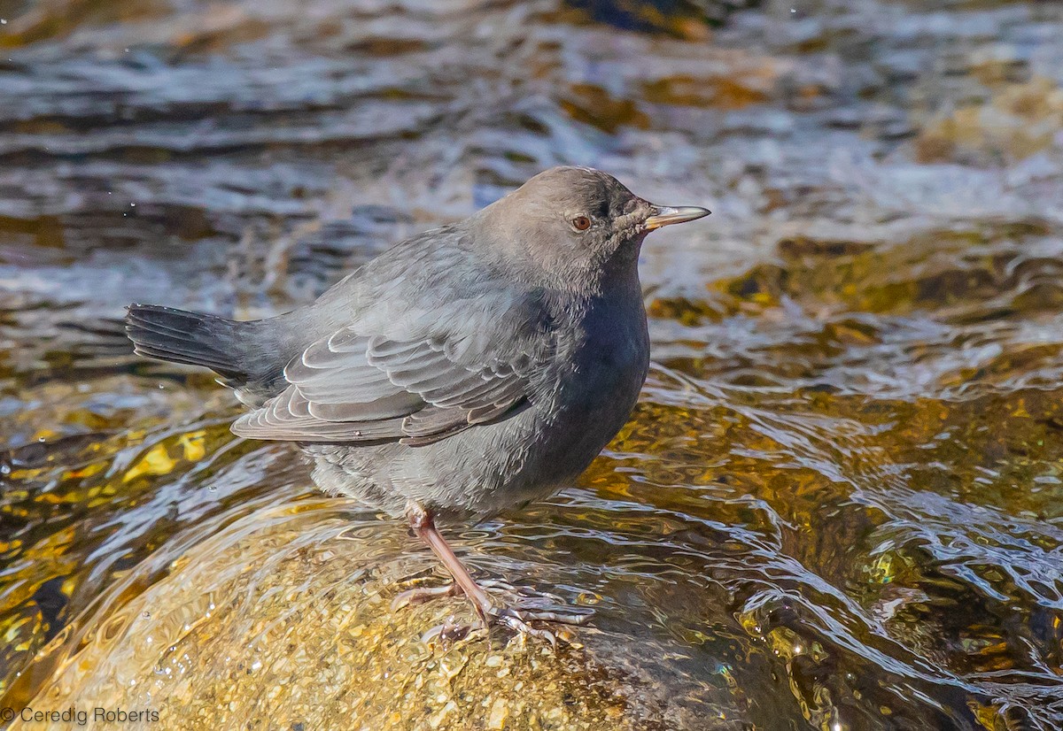 American Dipper - ML612758604