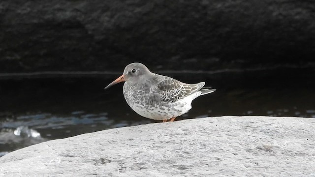 ムラサキハマシギ - ML612758686