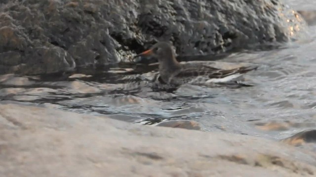 ムラサキハマシギ - ML612758718