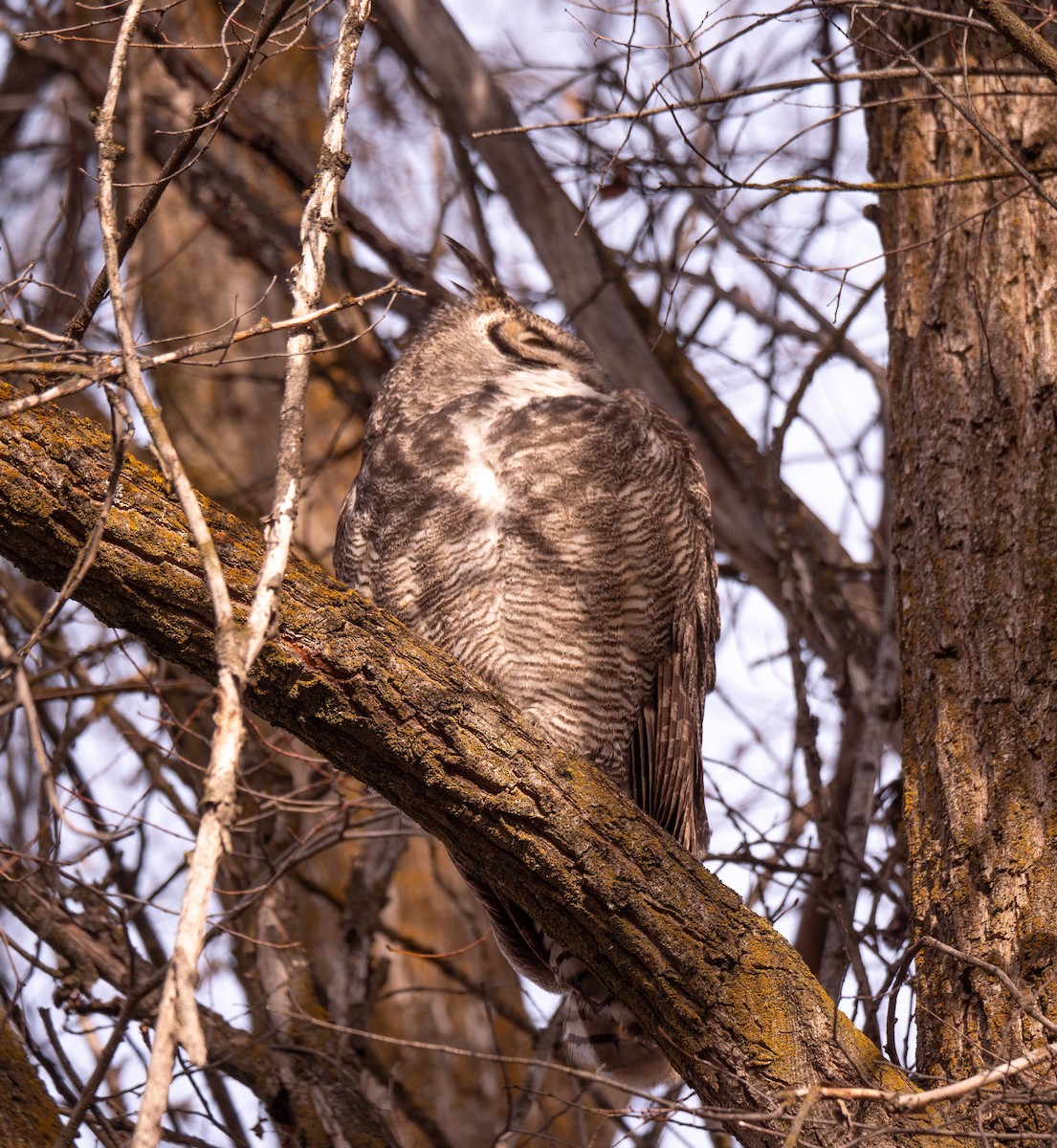 Great Horned Owl - ML612758747