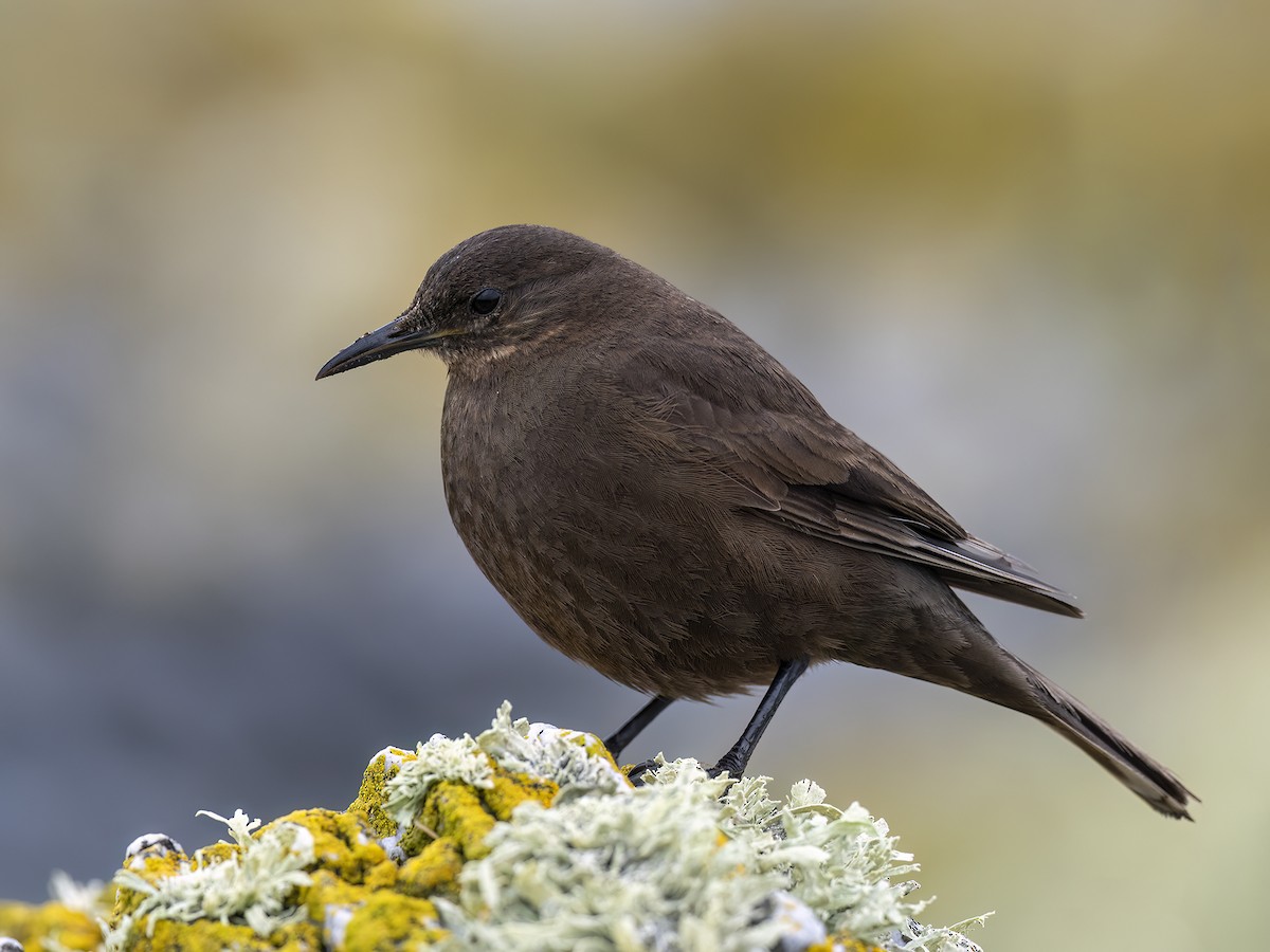 Blackish Cinclodes - Andres Vasquez Noboa