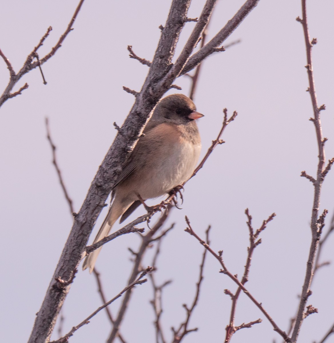 Dark-eyed Junco - ML612758820