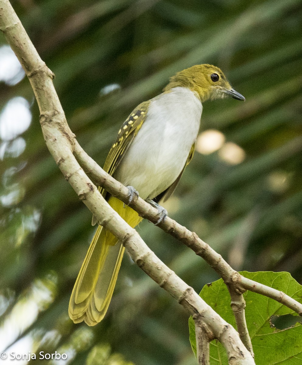 Nicator du Sénégal - ML612758854