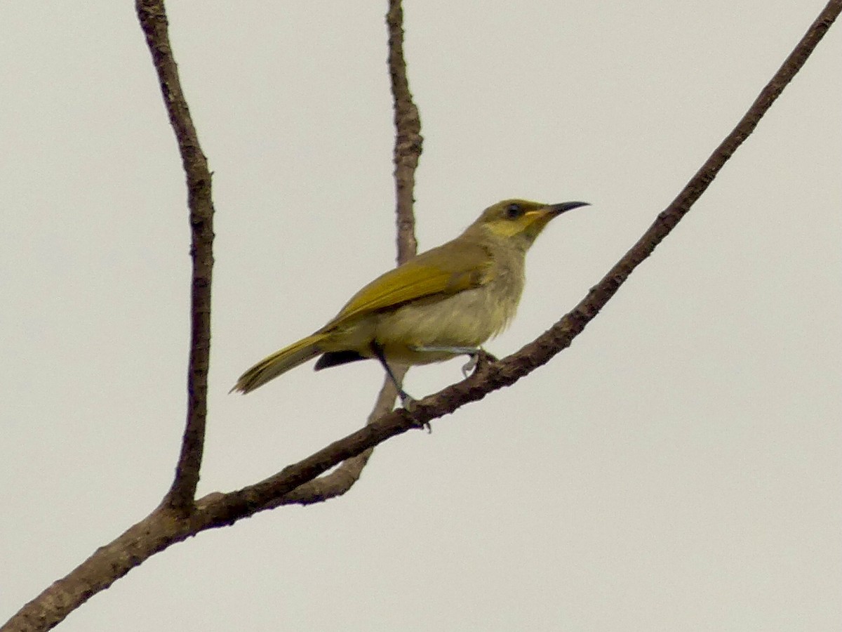 Brown Honeyeater - ML612759100