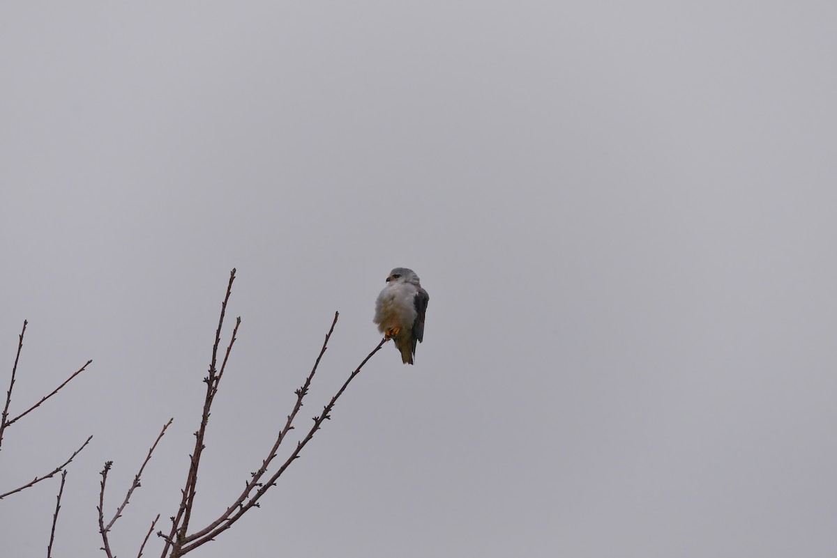 Black-winged Kite - ML612759228