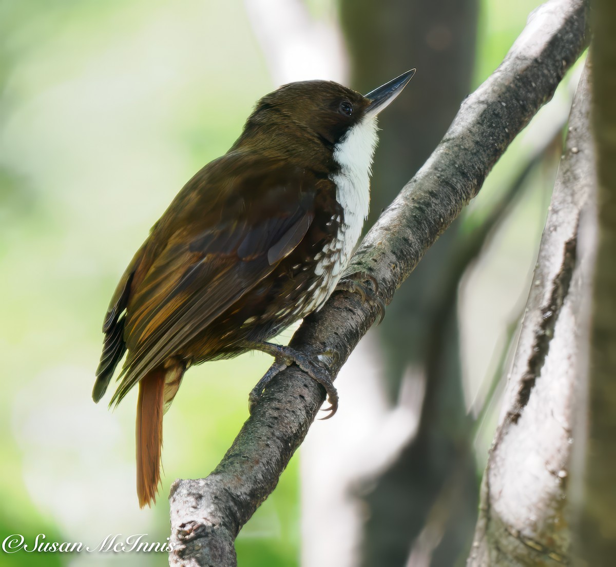 White-throated Treerunner - ML612759234