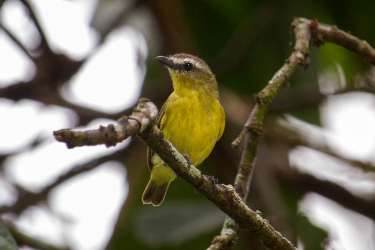 Brown-capped Tyrannulet - ML612759295