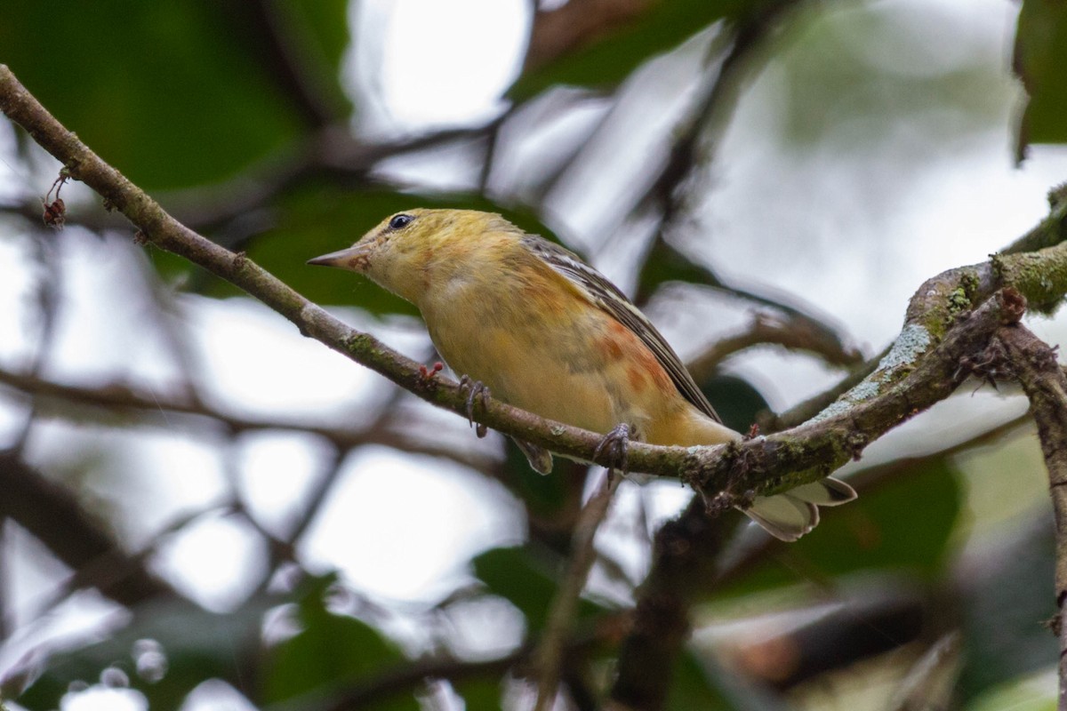 Bay-breasted Warbler - ML612759316