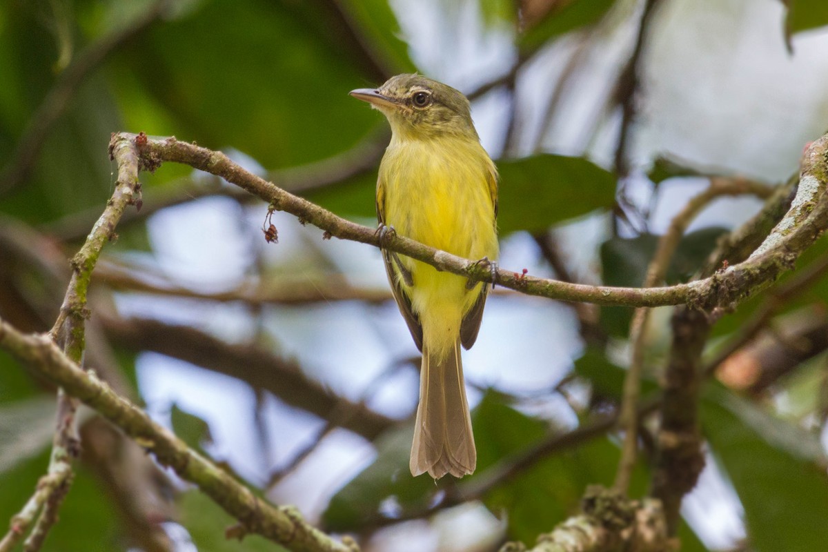 Yellow-olive Flatbill - ML612759321