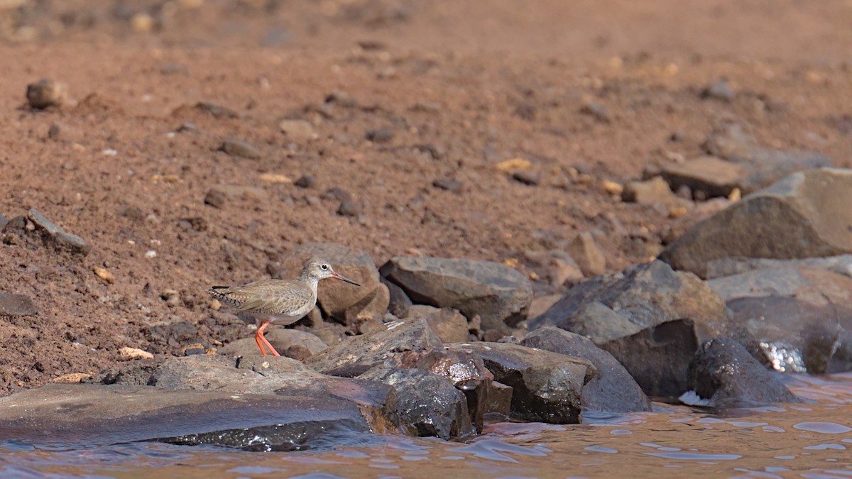 Common Redshank - ML612759341