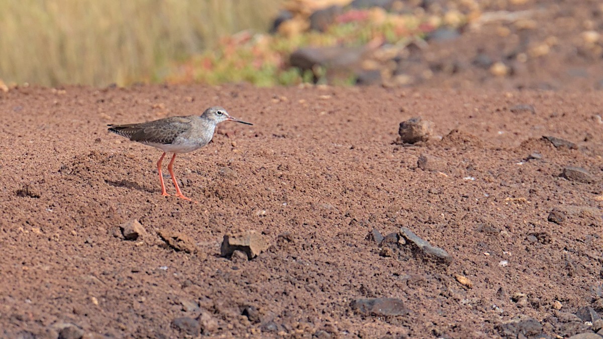 Common Redshank - ML612759342