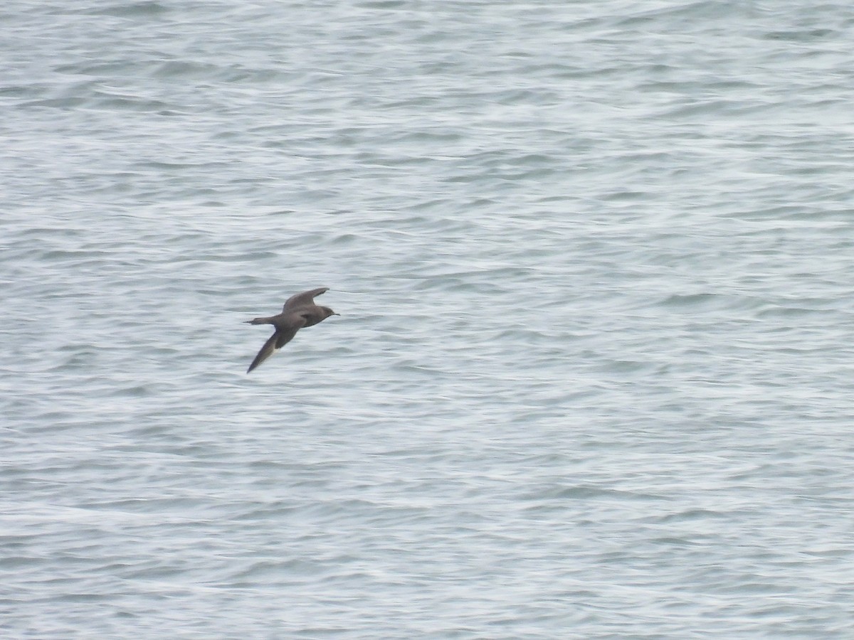 Parasitic Jaeger - ML612759353