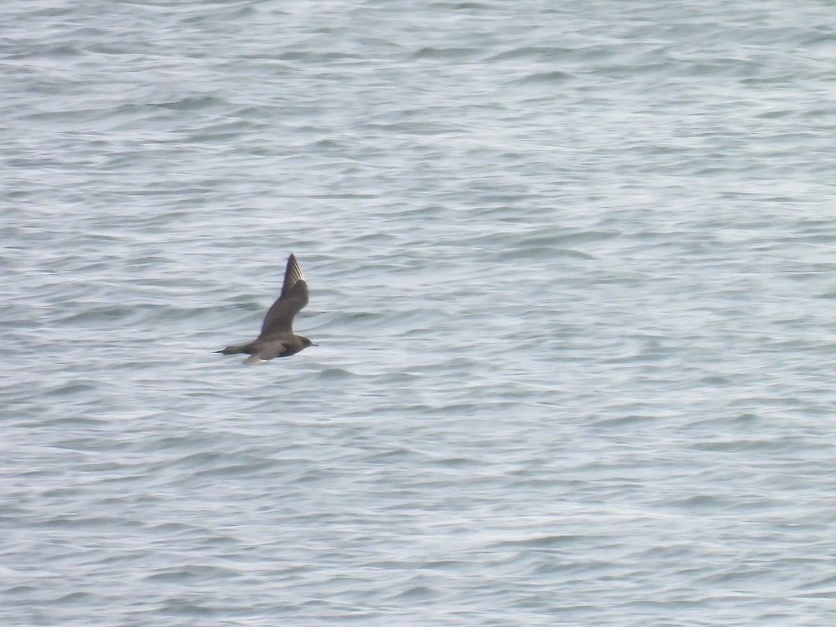 Parasitic Jaeger - ML612759354