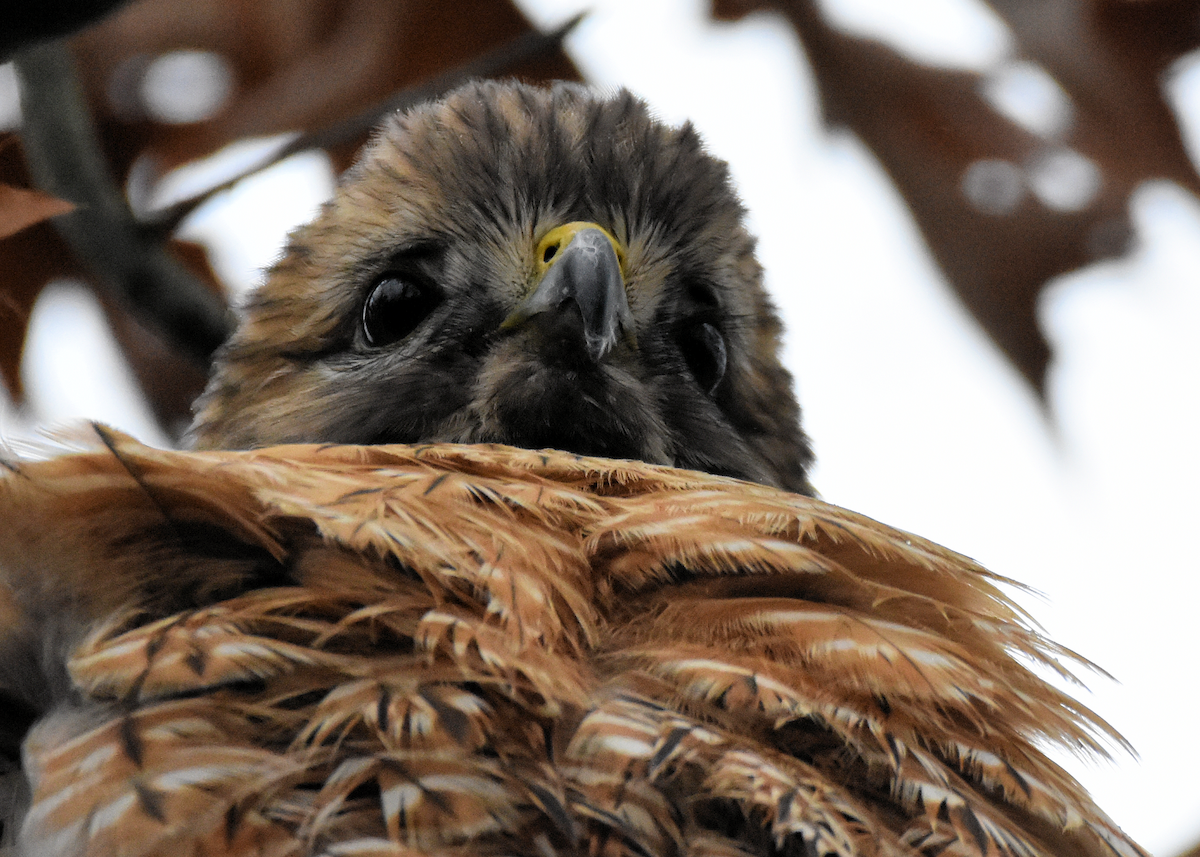 Red-shouldered Hawk - ML612759367