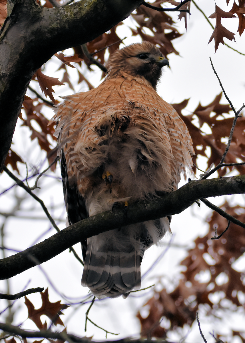 Red-shouldered Hawk - Erin Foster