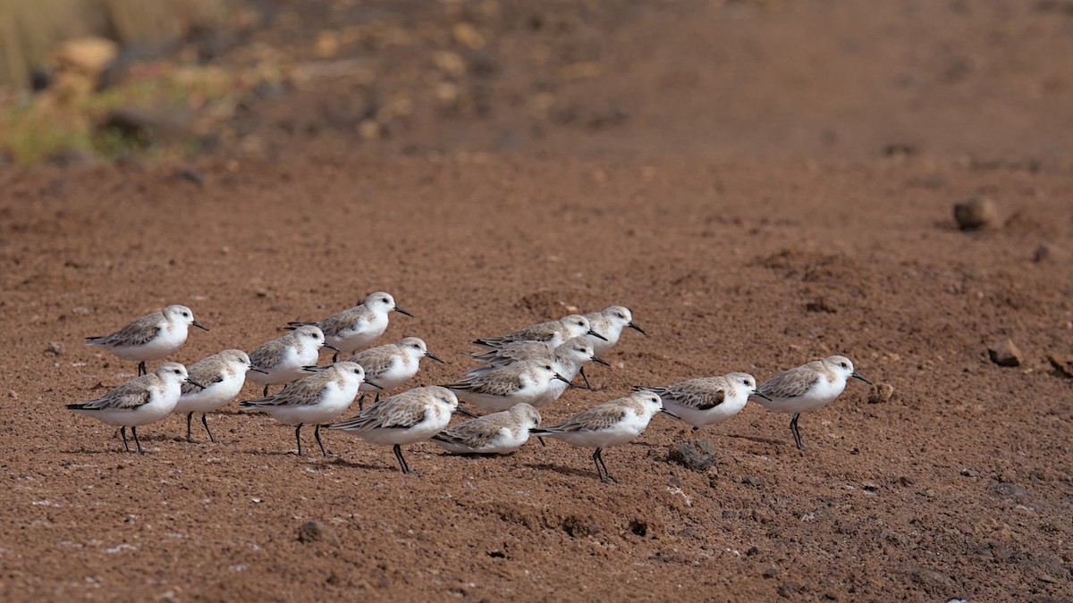 Sanderling - ML612759371