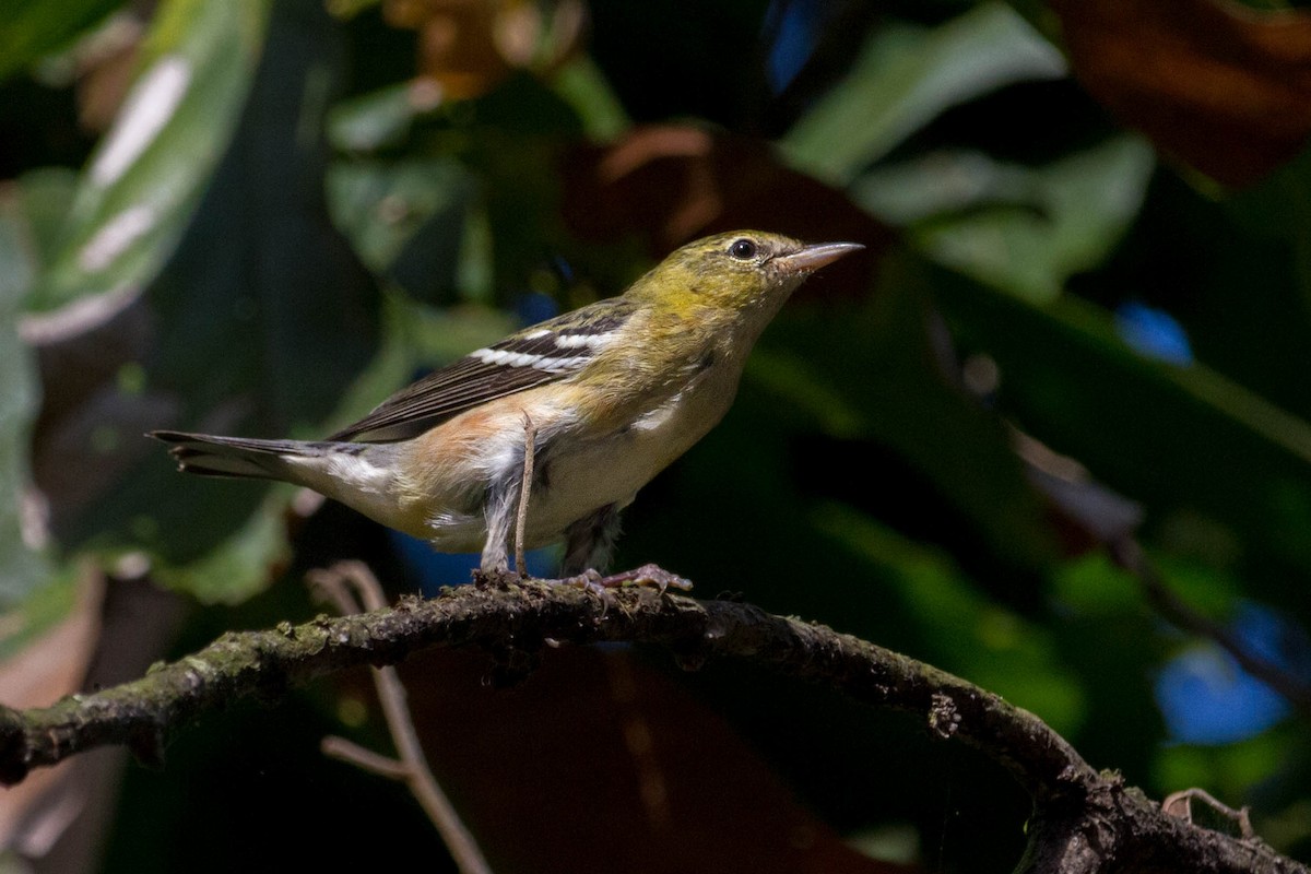 Bay-breasted Warbler - ML612759571