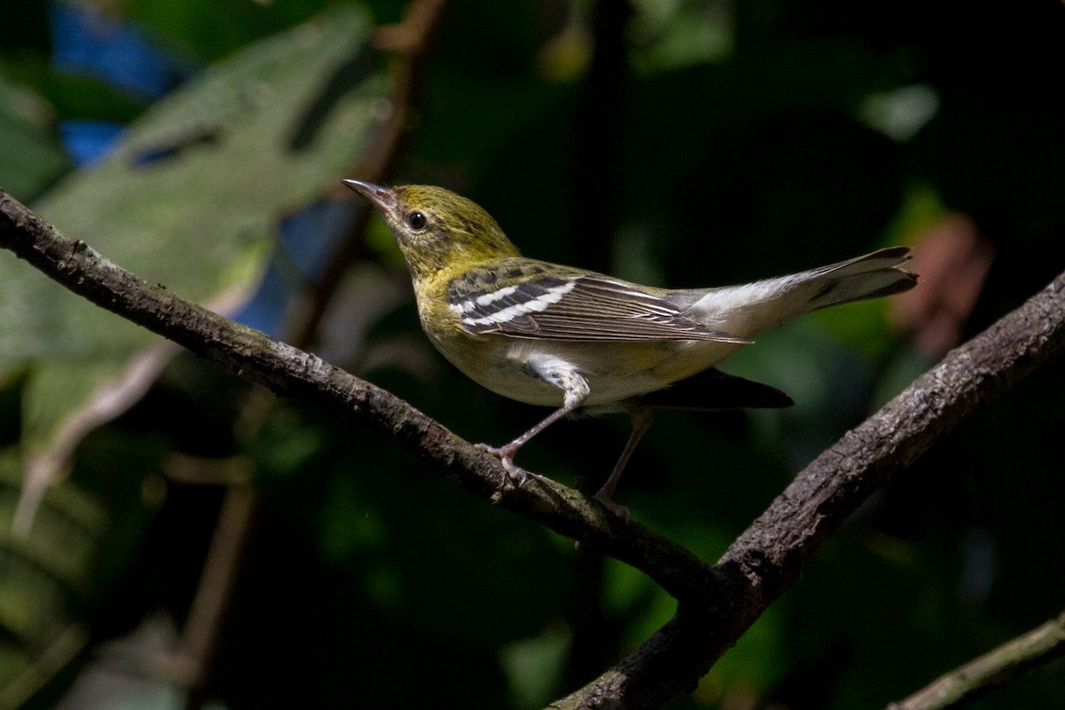 Bay-breasted Warbler - ML612759572