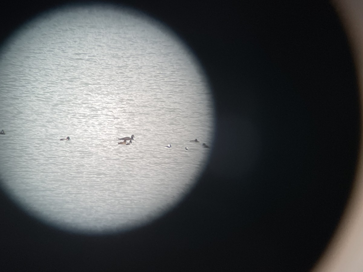 White-winged Scoter - Patrick Coy