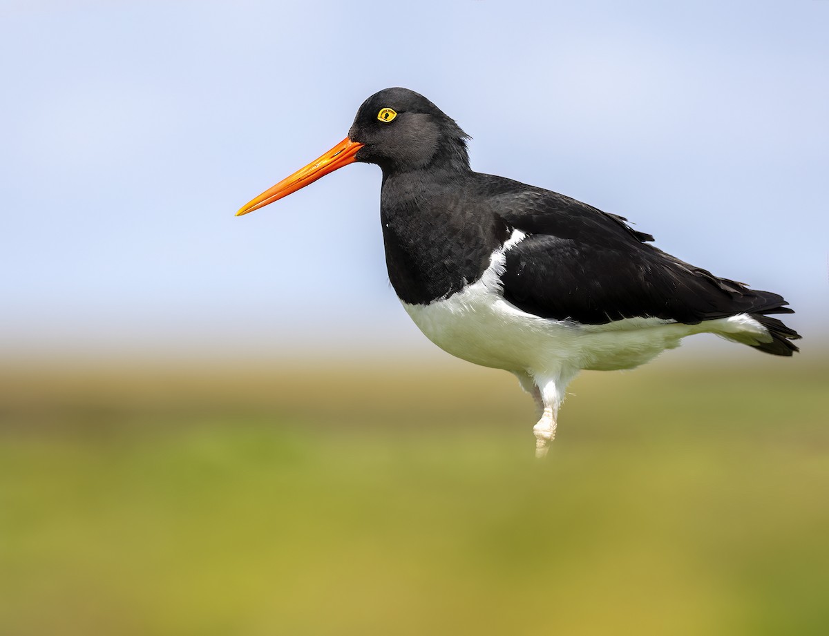 Magellanic Oystercatcher - Andres Vasquez Noboa