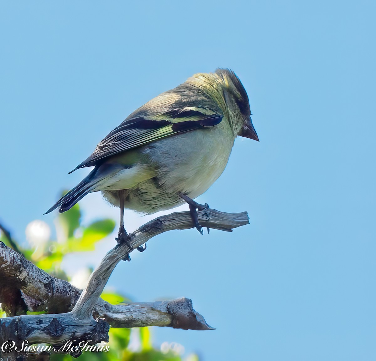 Black-chinned Siskin - ML612759636