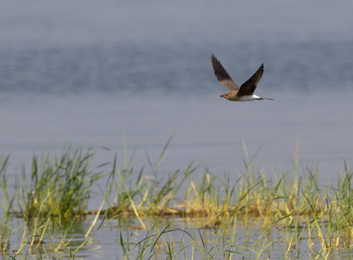 Collared Pratincole - ML612759659