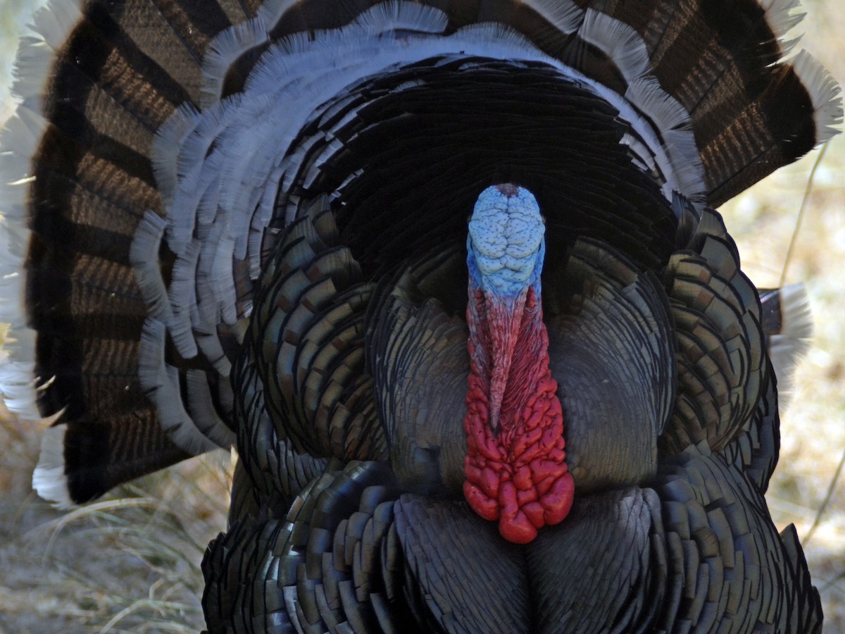 Wild Turkey - ML612759677