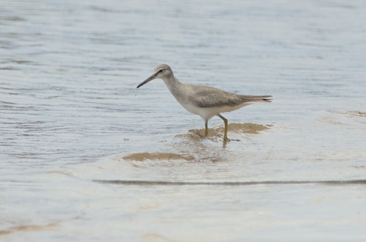 Gray-tailed Tattler - ML612759704