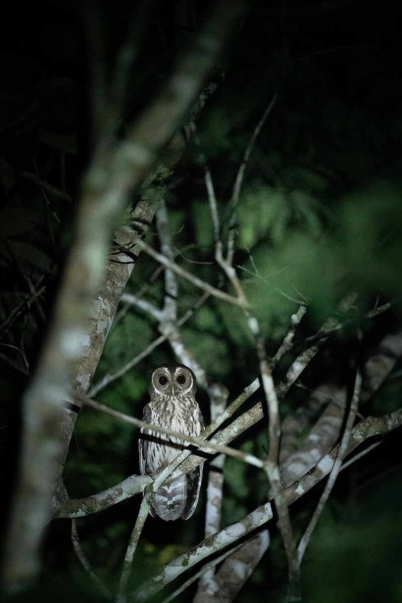 Mottled Owl (Mottled) - ML612759714