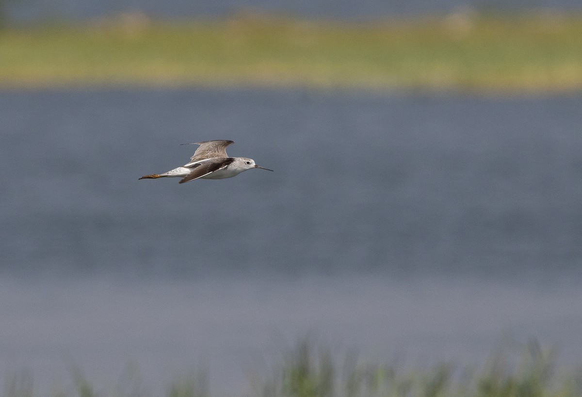 Marsh Sandpiper - ML612759750