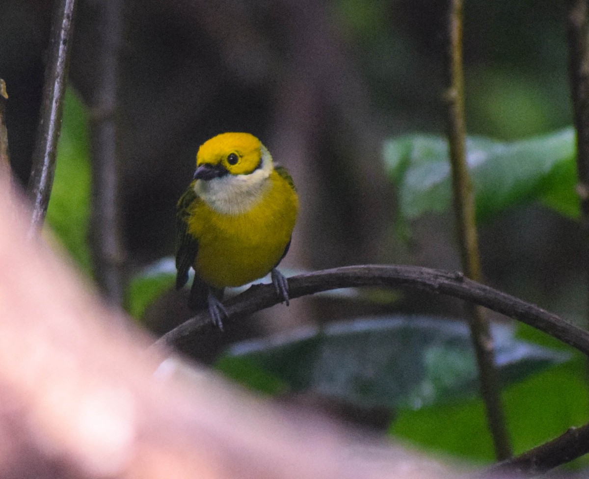 Silver-throated Tanager - Ryan Smylie