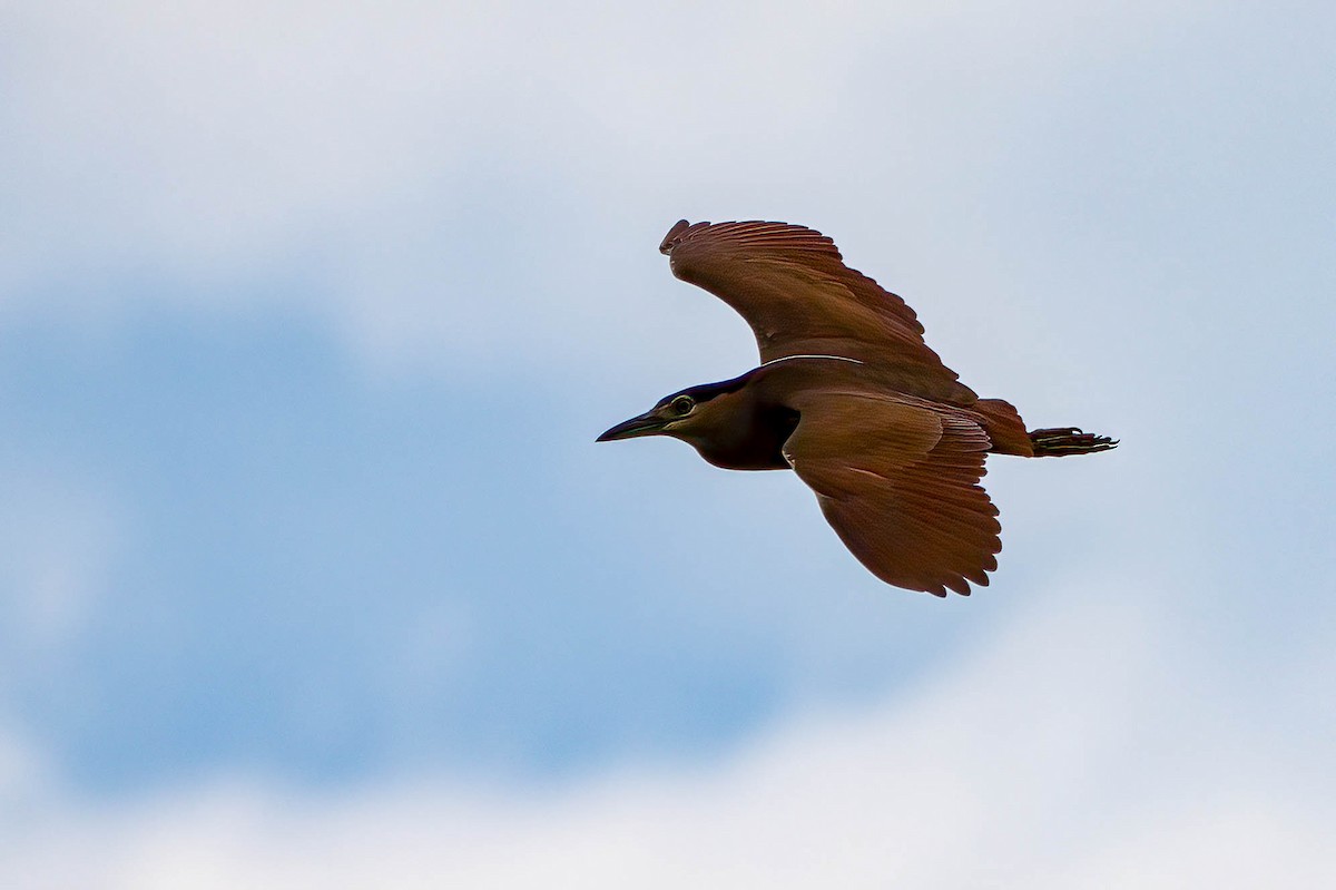 Nankeen Night Heron - ML612759876