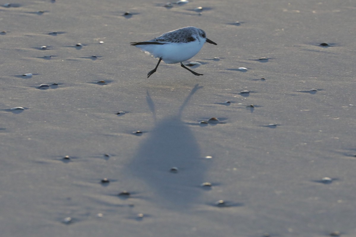 Sanderling - ML612759877