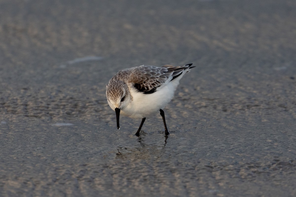 Bécasseau sanderling - ML612759878