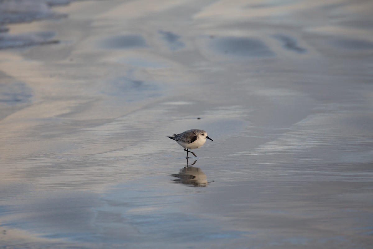 Sanderling - ML612759881