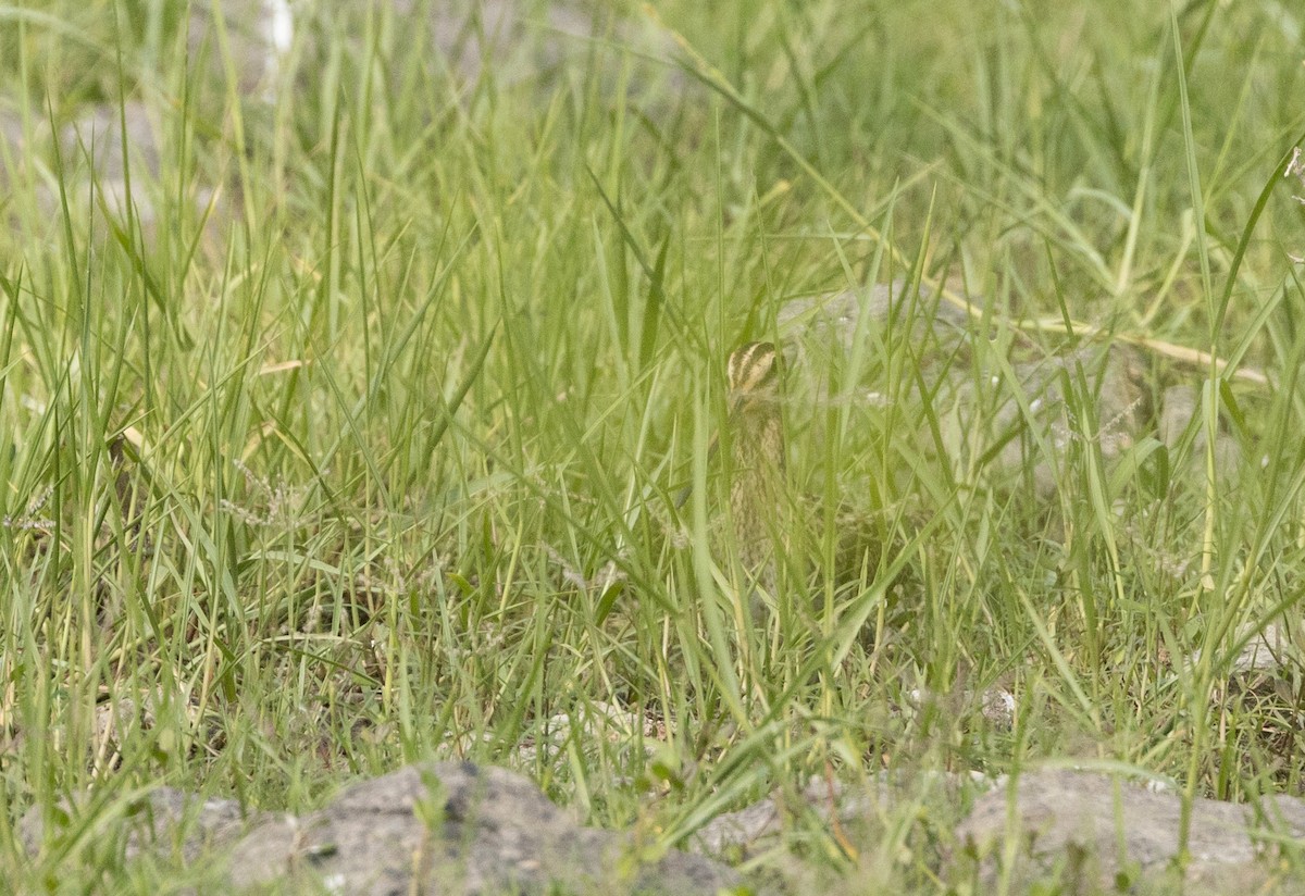 Common Snipe - Krzysztof Jankowski