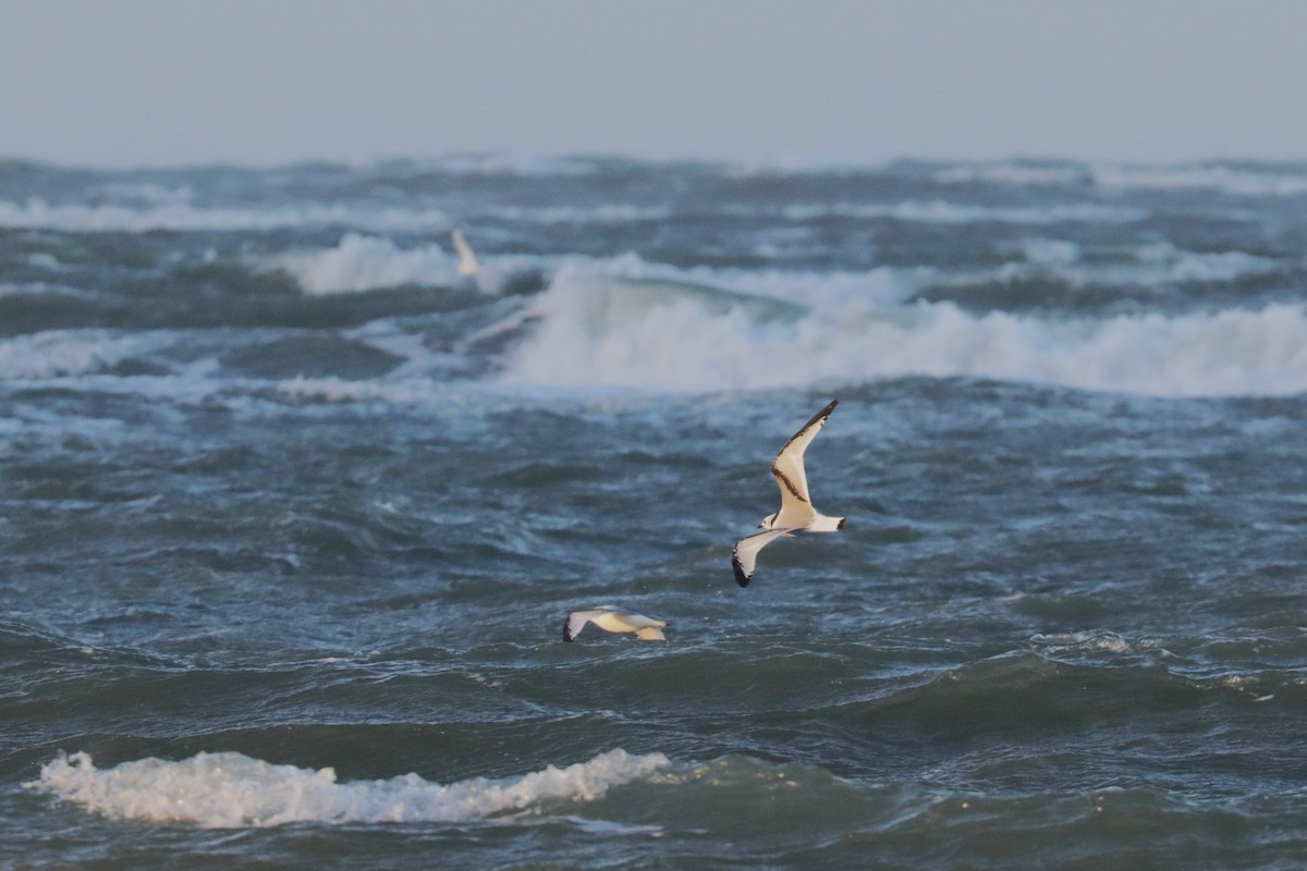 Black-legged Kittiwake - ML612759918